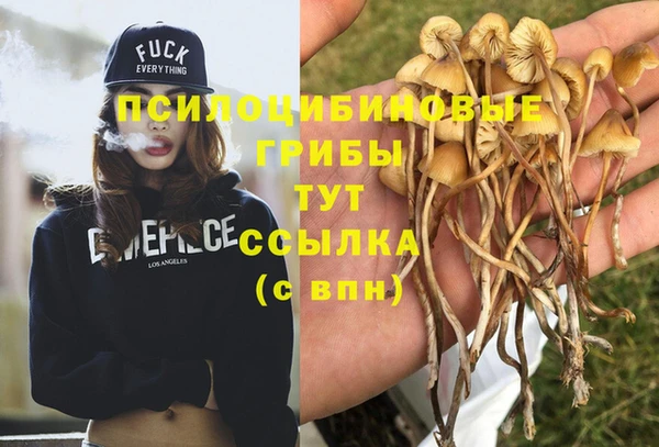 PSILOCYBIN Вязьма